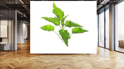 young leaves on nettle on a white background Wall mural