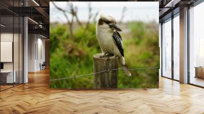 Australian wildlife Kookaburra bird Wall mural