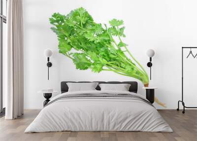 Fresh organic raw coriander leaf isolated on white background. Culinary aromatic herb. Wall mural