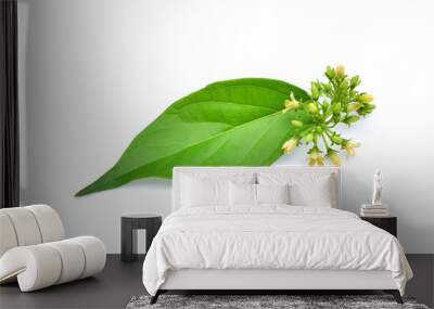 Gymnema inodorum leaf or Gurmar leaf; isolated on white background; tropical herb; Drug treatment for diabetes.Gymnema inodorum (Lour.) Decne.; Green leaves and flowers have medicinal properties. Wall mural