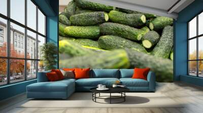 Closeup view of a pile of cucumbers	 Wall mural