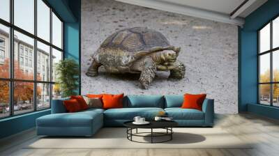 Sulcata tortoise in the garden at thailand Wall mural