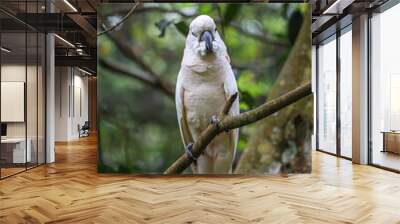 The moluccan cockatoo bird in garden Wall mural