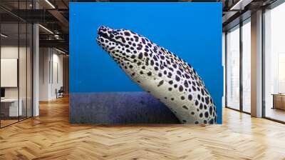 The Moray eel fish is swimming in water Wall mural