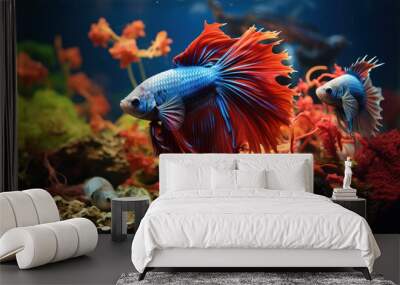 Aquarium Siamese fighting fish swim among algae and stones, corrals and underwater plants in an aquarium Wall mural