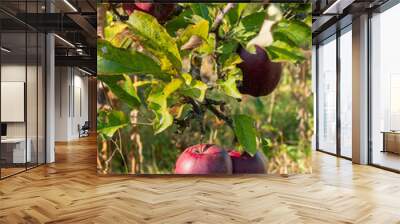 Fresh organic natural red apples on a branch in the autumn garden, healthy food Wall mural