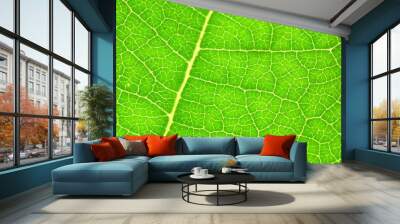 Up close, a green leaf unveils its mesmerizing complexity, with veins weaving an intricate tapestry against a vibrant backdrop, epitomizing nature's exquisite detail. Green background.
 Wall mural