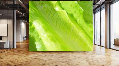 With its elongated, crisp leaves and prominent rib, Cos lettuce, aka Romaine, offers a visual feast of vibrant green hues and intricate veining. Its texture promises a satisfying crunch in every bite. Wall mural