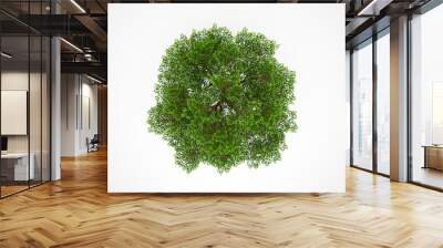 Tree from above isolated Wall mural