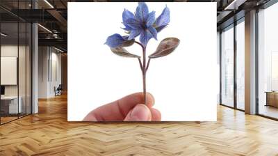 Delicate Borage Flower in a Hand Wall mural