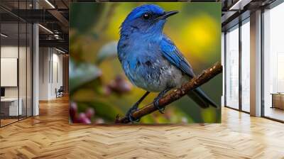 Purple Honeycreeper Cyanerpes caeruleus perched on a branch in the Amazon also called Saazul Wall mural