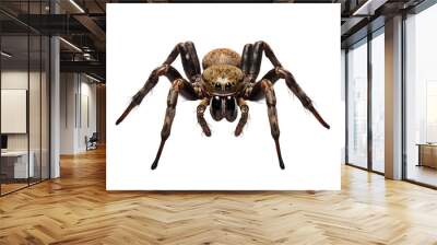 close up of a spider isolated on a transparent background PNG, Generative Ai Wall mural