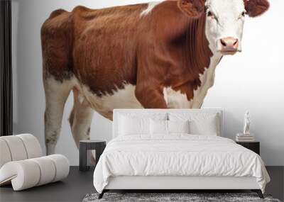 Hereford cow isolated on white background Wall mural