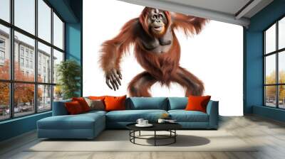 Orangutan isolated on white background Wall mural