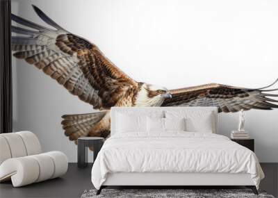 an Osprey, Pandion haliaetus. in flight in various positions, raptor, Nature-themed, photorealistic illustrations in a PNG, cutout, and isolated. Generative AI Wall mural