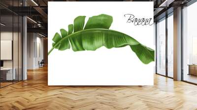 Vector realistic illustration of tropical banana leaf isolated on white background. Exotic botanical design element for cosmetics, spa, perfume, fashion. Can be used as hawaiian style design element Wall mural