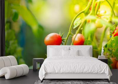 A close-up shot of a small cluster of ripe, red tomatoes nestled among lush green foliage in a garden setting. The image is framed in such a way as to highlight the natural. Wall mural