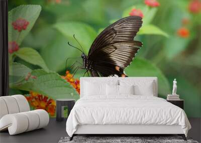 butterfly on flower Wall mural