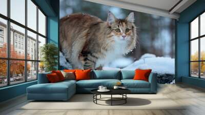 A norwegian forest cat female standing on a snowy stone in winter time Wall mural