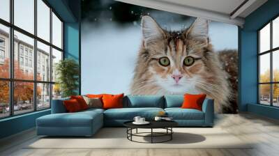 A portrait of a bold and beautiful norwegian forest cat female staring at the photographer Wall mural