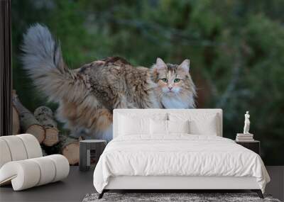 Beautiful furry norwegian forest cat female standing on a heap of wood Wall mural