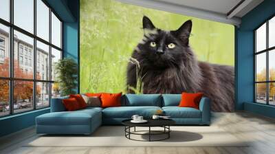 Black norwegian forest cat female Wall mural