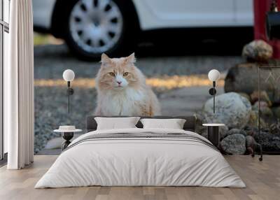 Creme norwegian forest cat male with a lot of stones and a white car in background Wall mural