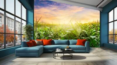 green corn field in agricultural garden and light shines sunset in the evening Mountain background. Thailand Wall mural