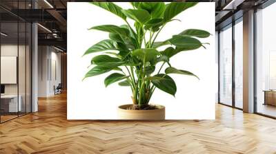 Peace Lily in Beige Pot, Elegant green leaves with white bloom in smooth beige pot, Tranquil Indoor Decor on a transparent background. Wall mural