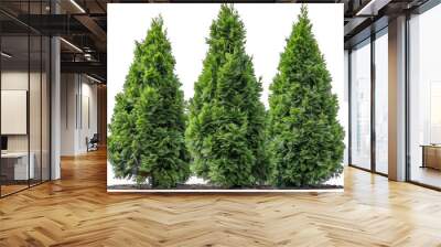 Three evergreen trees are lined up in a row on a transparent background. Wall mural