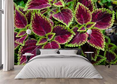 Close up green and red coleus solenostemon hybrida leaves background in a garden Wall mural