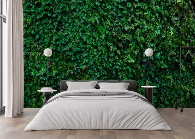 Natural green plant leaves texture wall background in a garden Wall mural