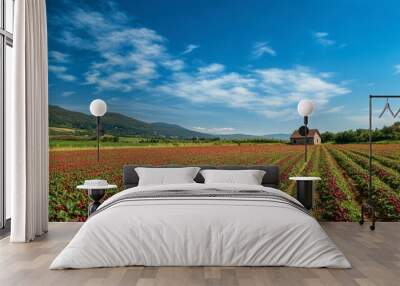 A panoramic view of a sprawling field of red ground fruits under a clear blue sky, with a small rustic farmhouse in the background, illustrating the beauty of rural landscapes. Wall mural