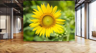 sunflowers Wall mural