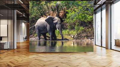 Young elephant dring water in a river Wall mural