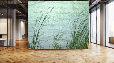 Reeds on water's edge Wall mural