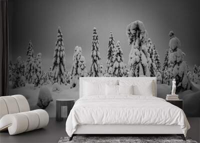 Trees covered by snow. Winter in mountain forest. Wall mural