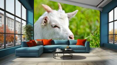 goat baby on the grass close up portrait Wall mural