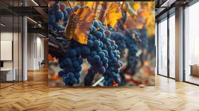 A close up of a bunch of blue grapes Wall mural