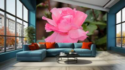 pink rose flower Wall mural