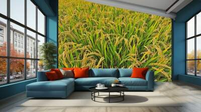 Paddy fields Wall mural