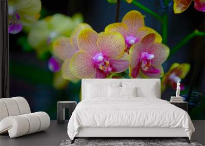 The orchid in full bloom Wall mural