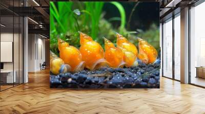 A group of vibrant orange snails amidst aquatic plants in their underwater habitat, fitting for an abstract, best-seller wallpaper or background Wall mural