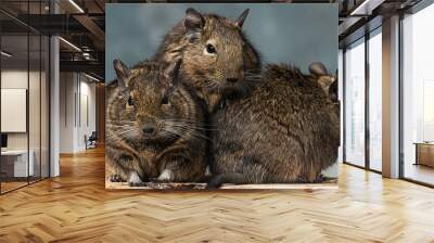 Group Octodon degus Degu rodent animal portrait Wall mural