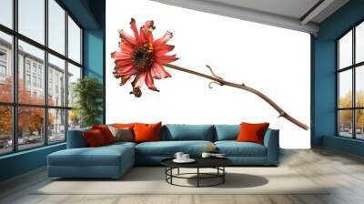 A single wilted pink flower with a brown stem, isolated on a black background. Wall mural