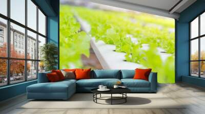 organic clean food. Green Oak Lettuce Hydroponics plant agriculture vegetable for healthy Wall mural