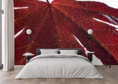 japanese maple leaf Wall mural