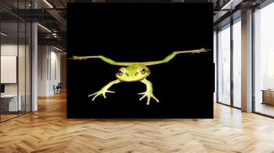 green frog 2 Wall mural