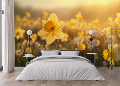 Close-up of daffodil flowers blooming in a field, highlighting their vibrant yellow petals and detailed textures in high-definition Wall mural