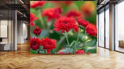 Close-up of red chrysanthemums blooming in a garden, capturing the vibrant autumn colors and nature background in realistic high-definition Wall mural